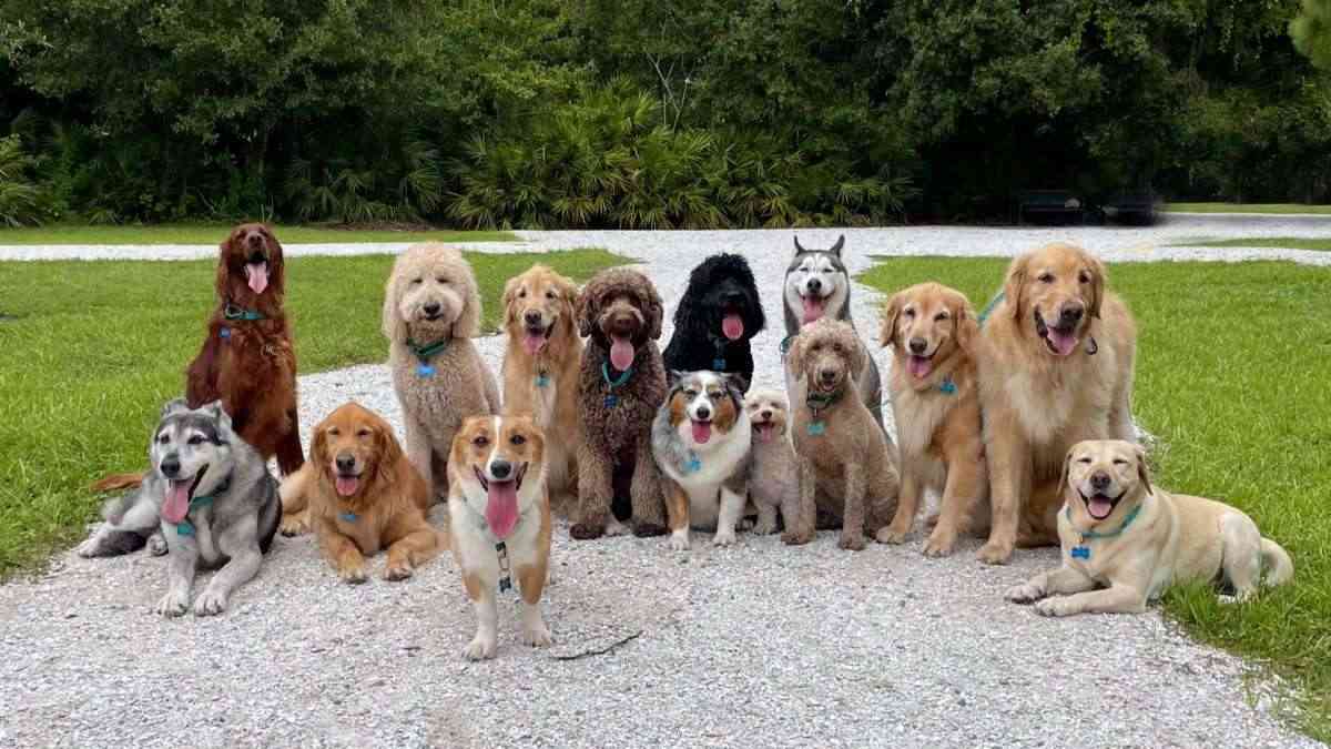 Purebred puppy for sale from trusted United Puppies breeder