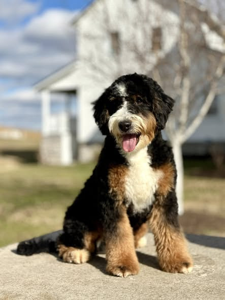 Father dog at United Puppies healthy breeding program