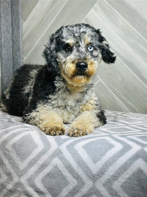 Mother dog at United Puppies healthy breeding program