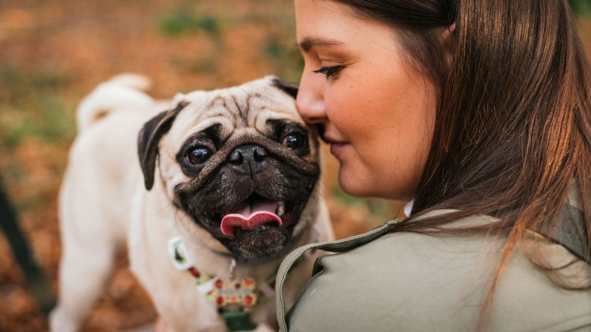 Happy healthy puppy ready for a new home at United Puppies