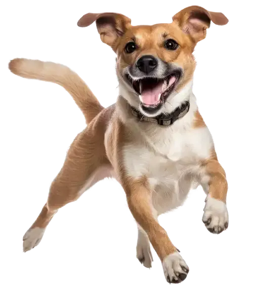 Professional dog trainer training a puppy with positive methods