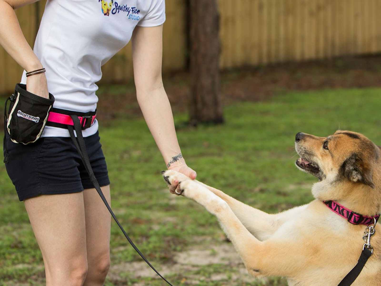 Playful puppy from United Puppies available for sale