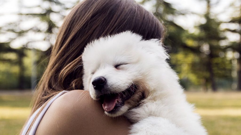 Cute puppy portrait from United Puppies breeder