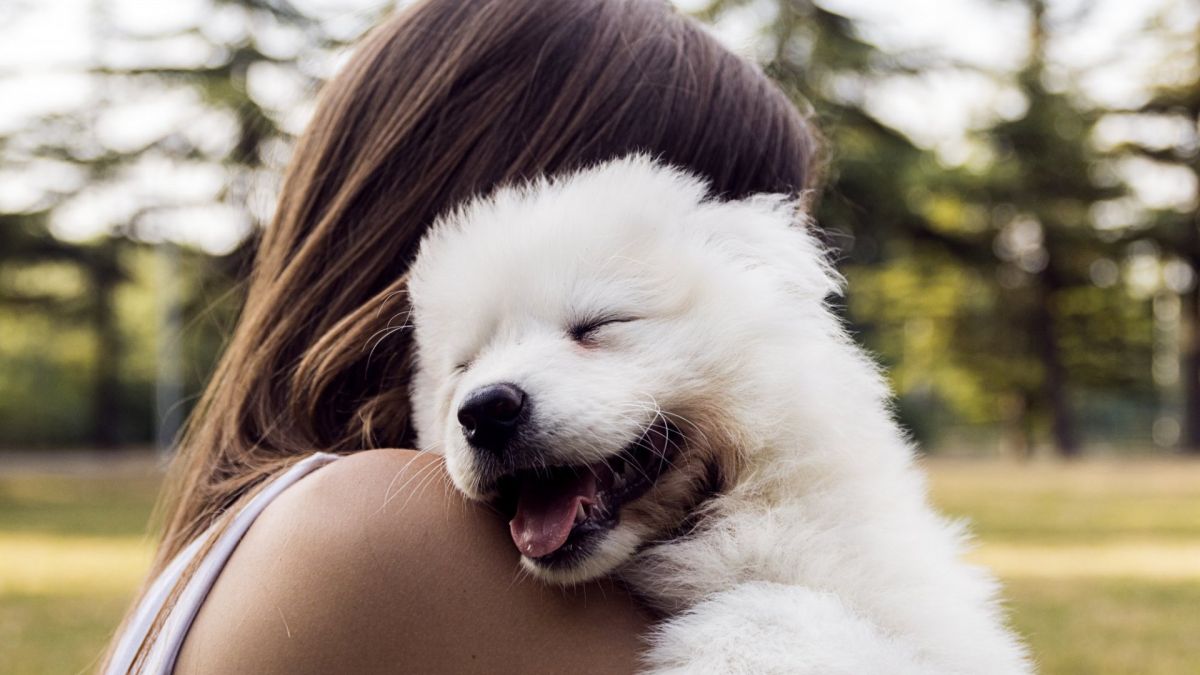 Cute puppy portrait from United Puppies breeder