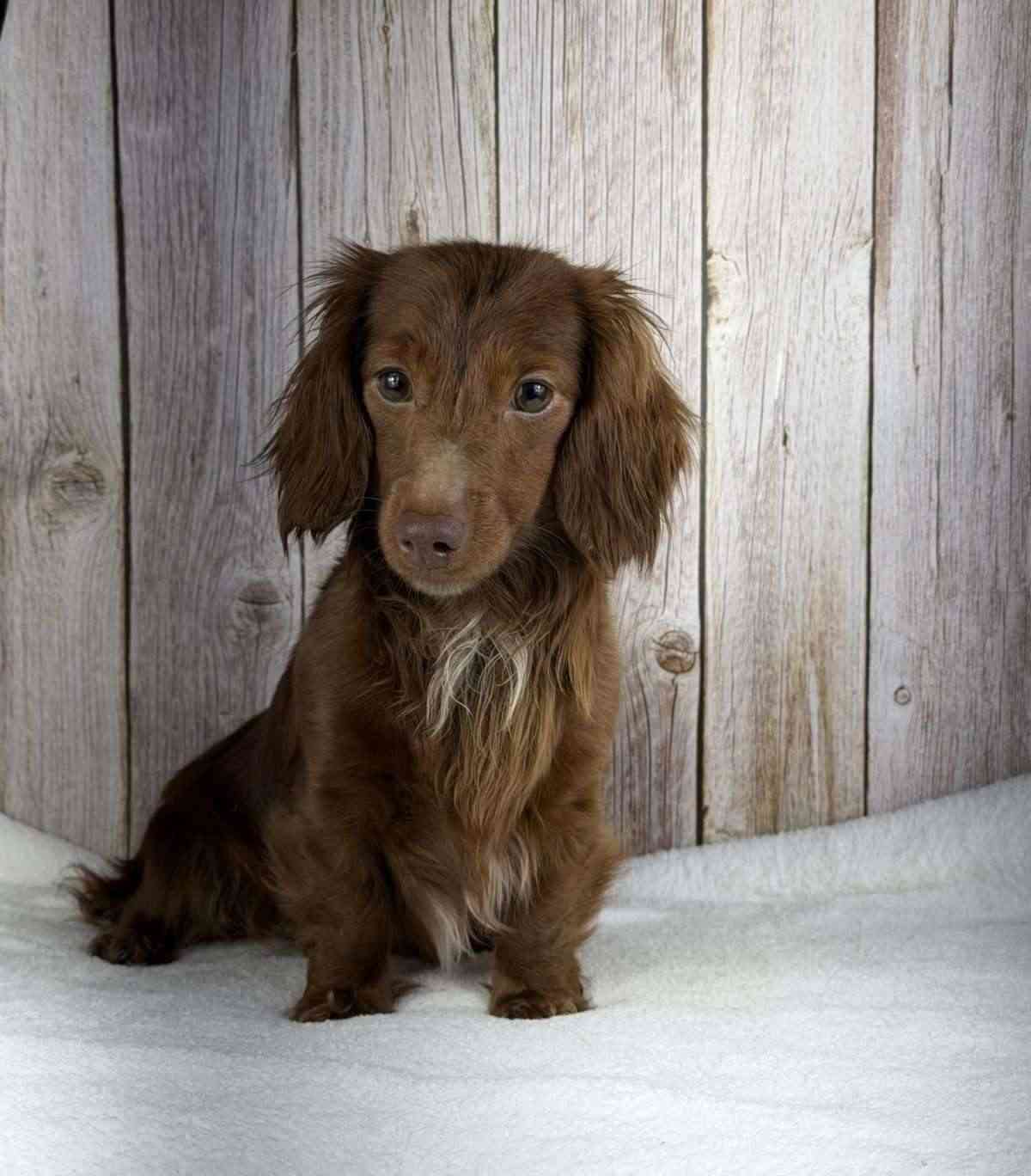 Adorable puppy photo from United Puppies litter