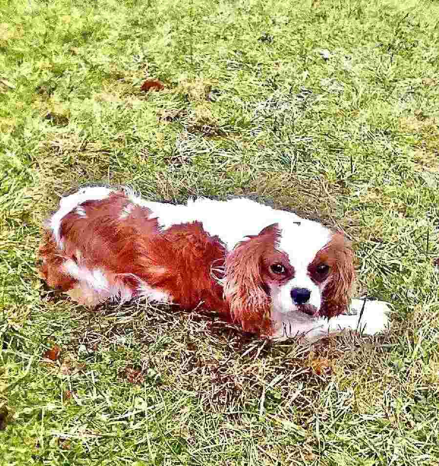 Cavalier King Charles Spaniel father dog at United Puppies