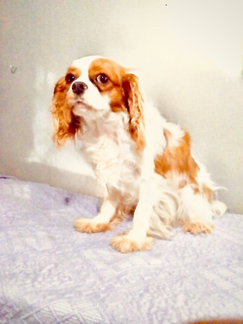 Cavalier King Charles Spaniel mother dog at United Puppies
