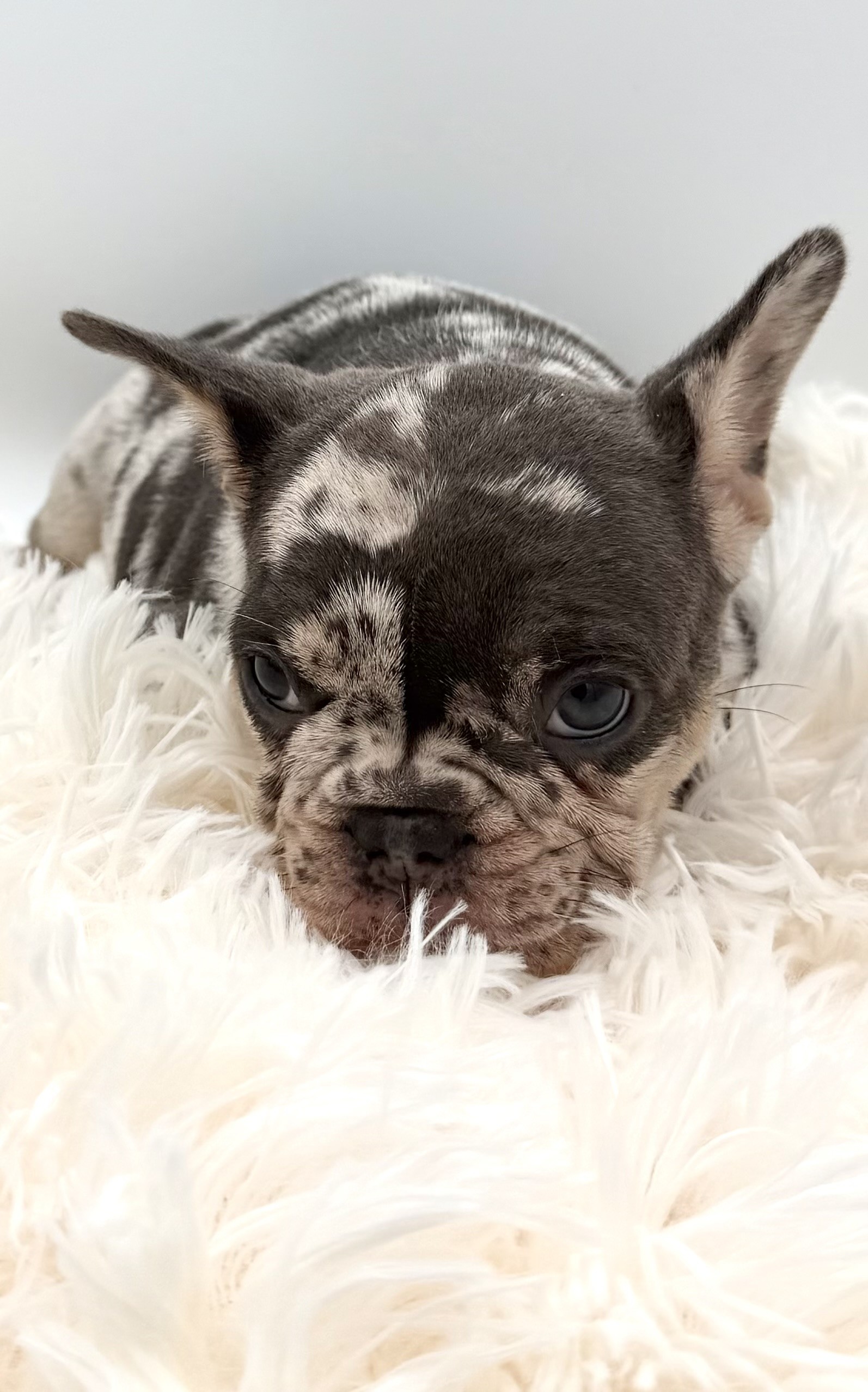 meet bella the french bulldog - Image 4
