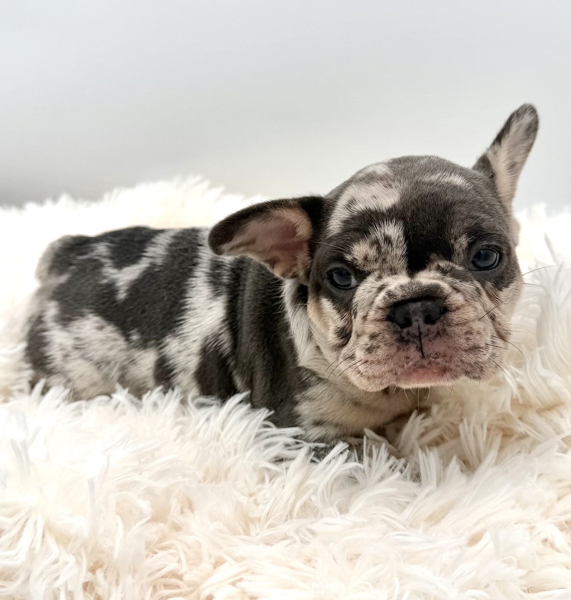 meet bella the french bulldog - Image 3