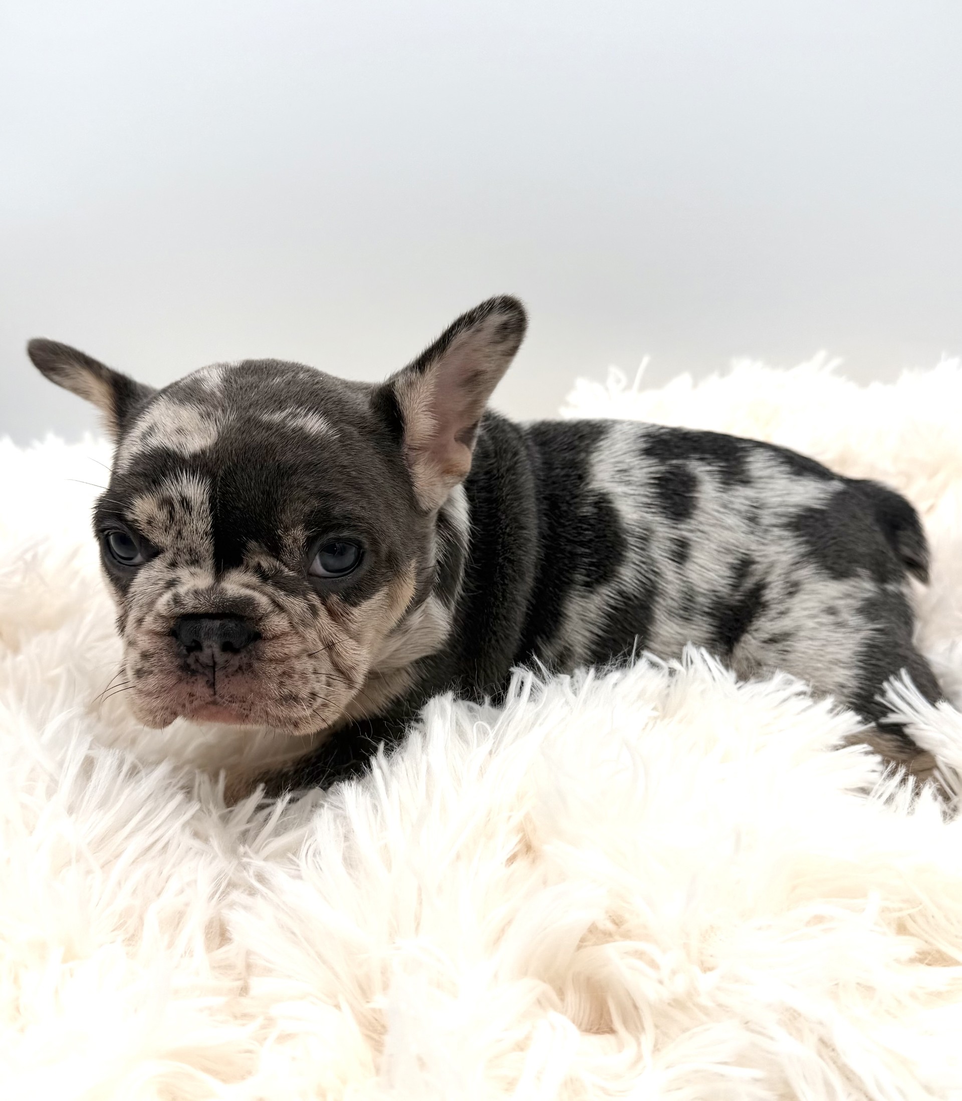 meet bella the french bulldog - Image 2