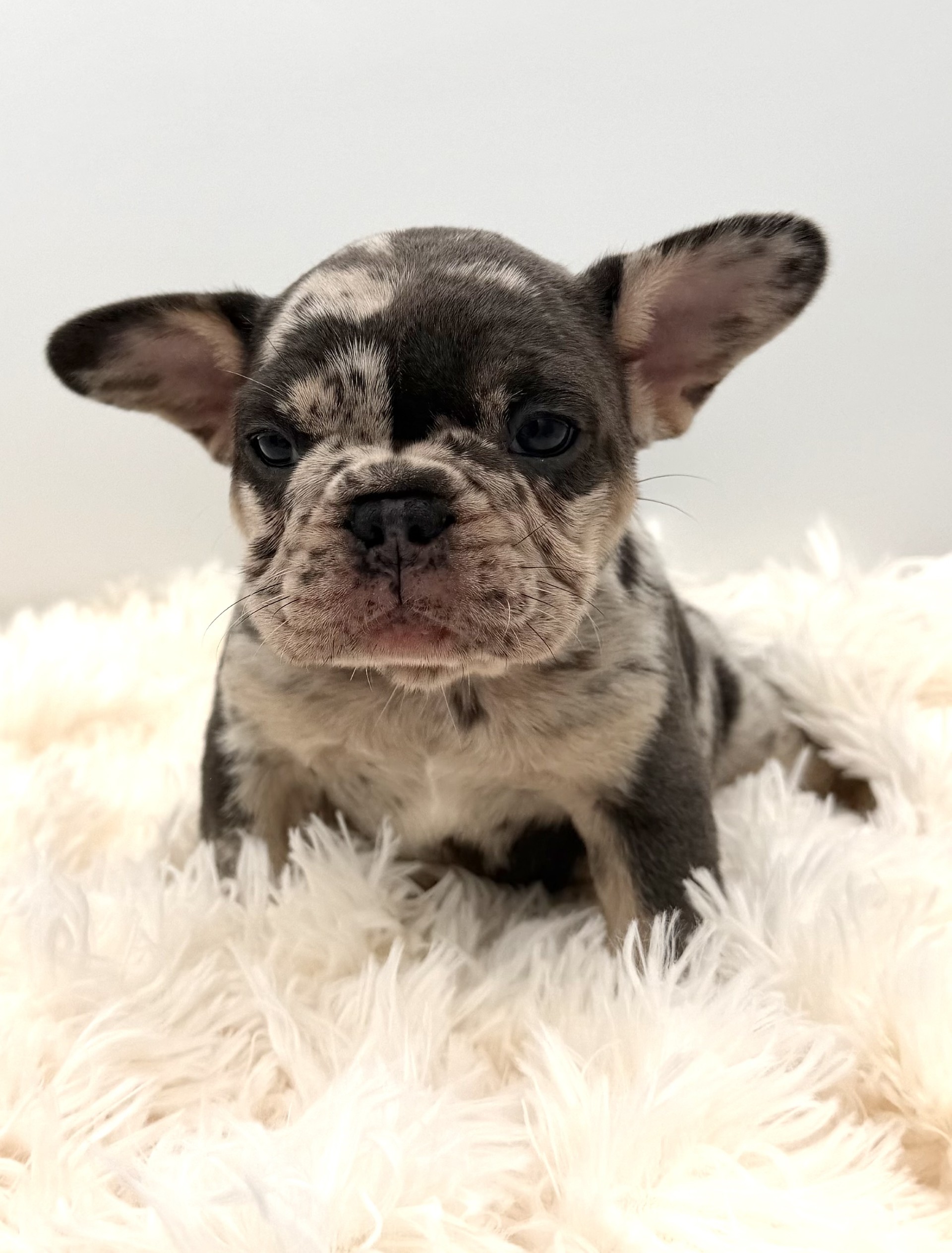 meet bella the french bulldog