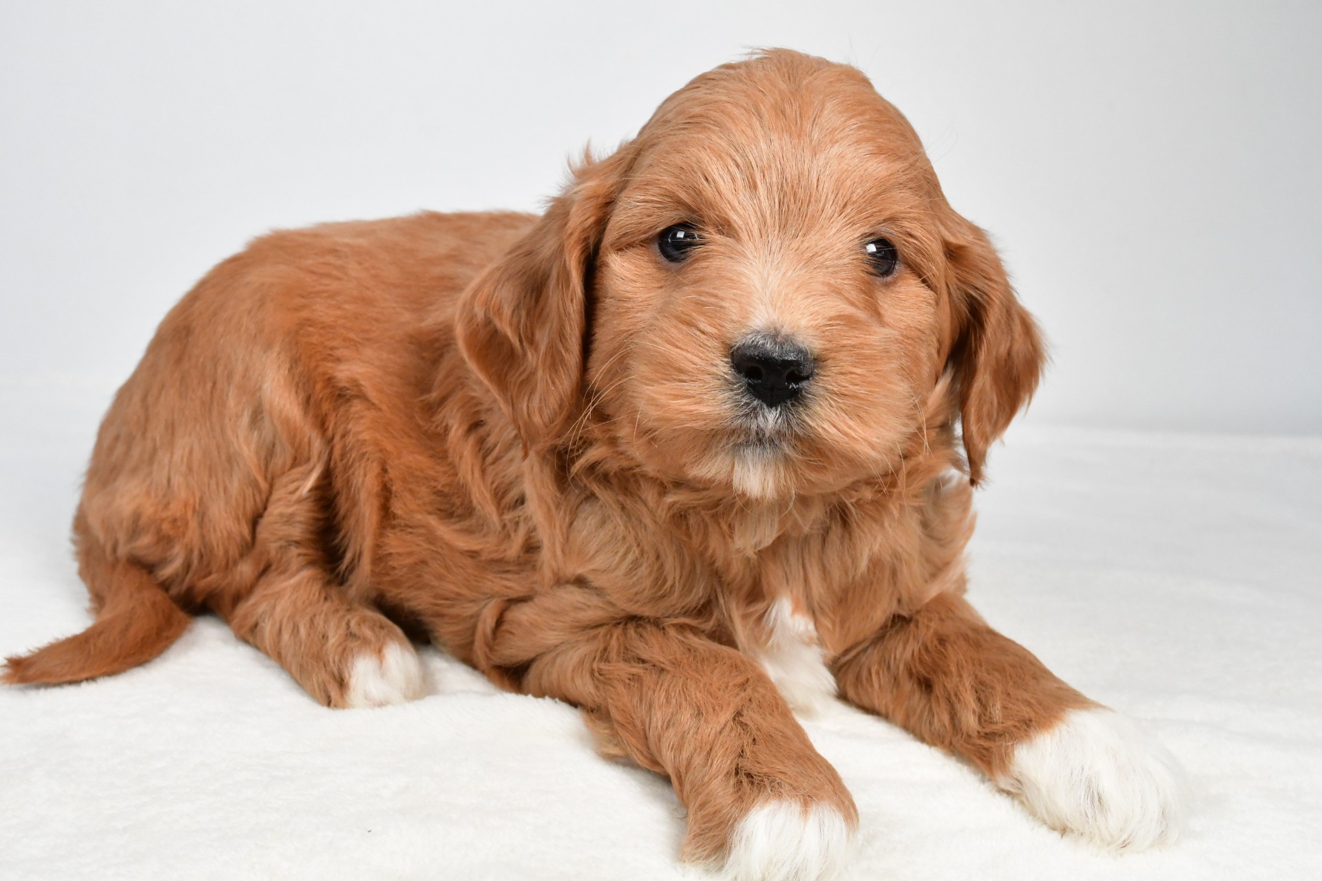 mabel - Image 3