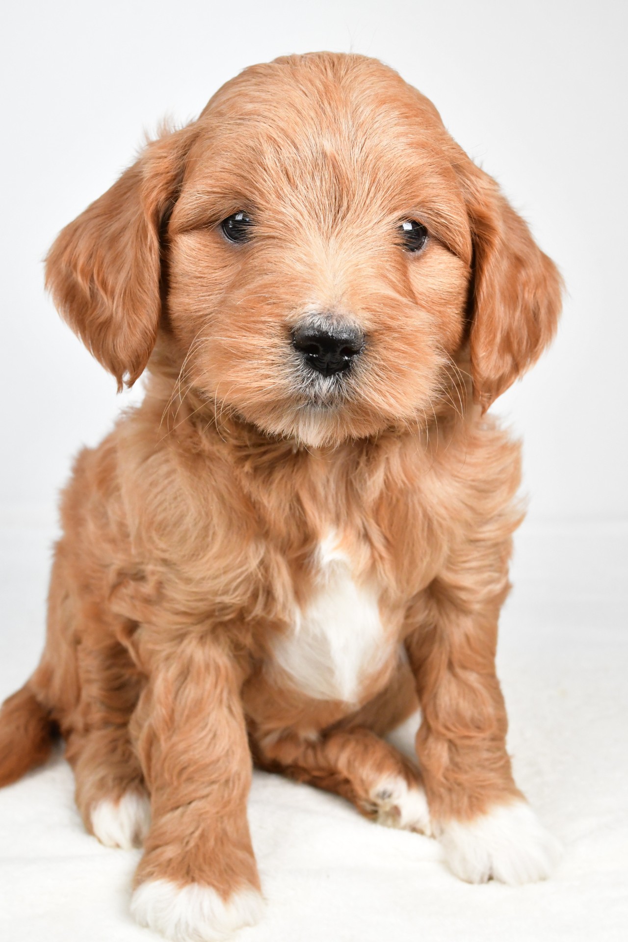 mabel - Image 2