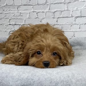 misha   cavapoo