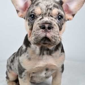 Rosie the French Bulldog puppy available for adoption at United Puppies in Baltic Ohio