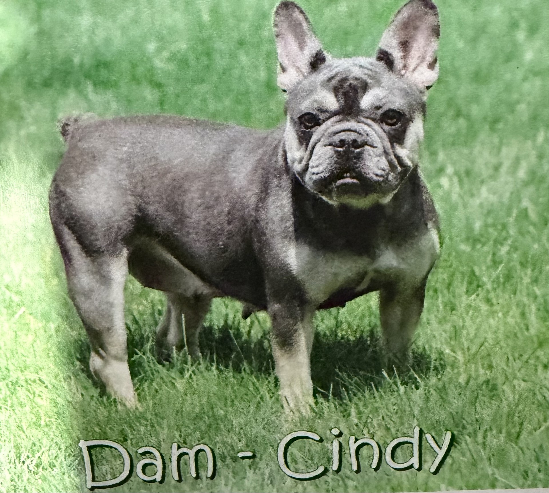 Cindy the dam French Bulldog mother dog used in United Puppies Ohio ethical breeding program