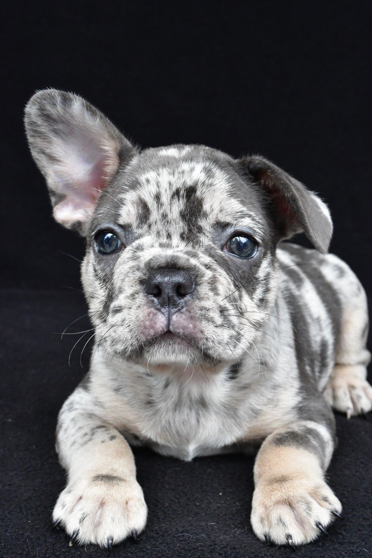 duke