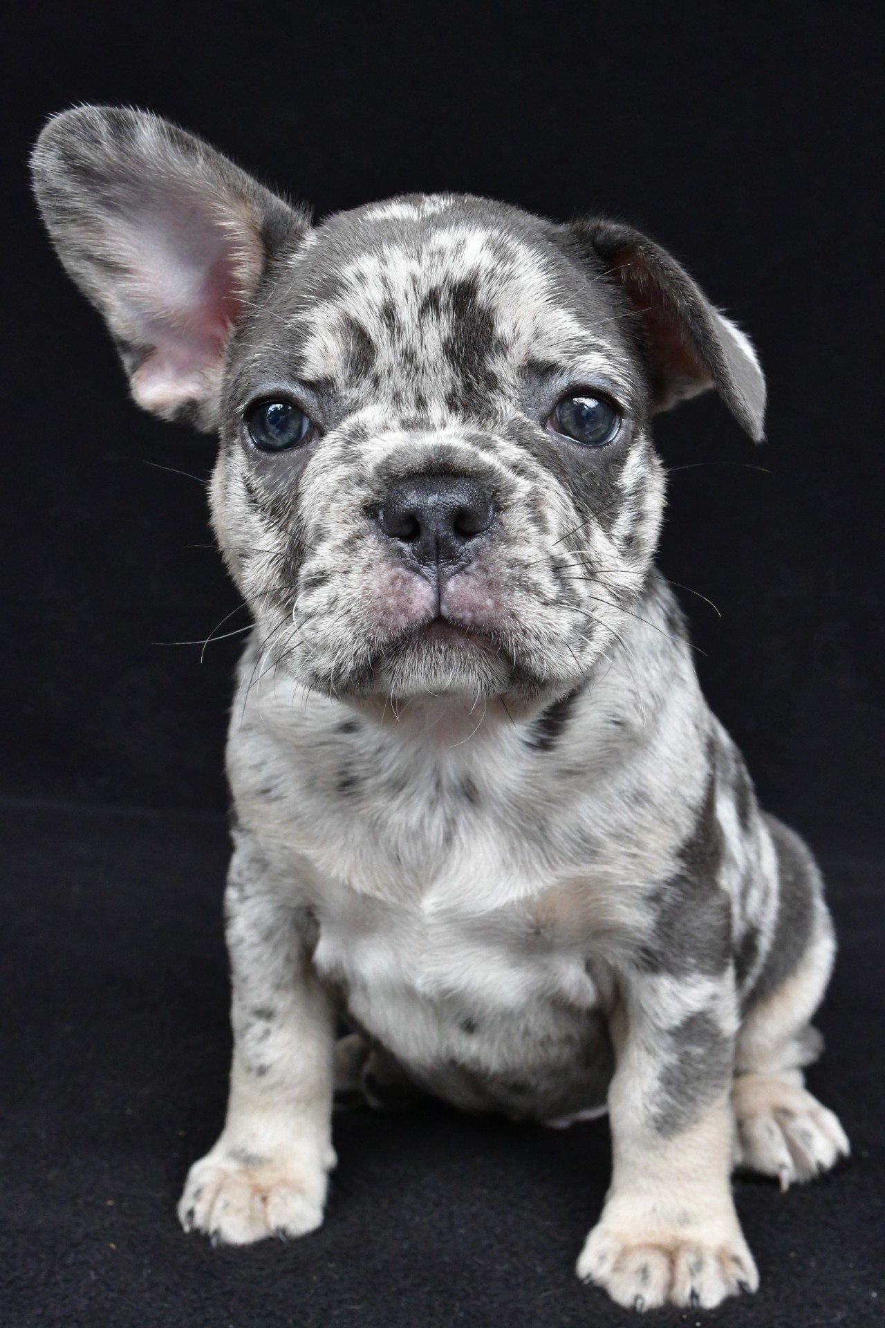 duke - Image 2