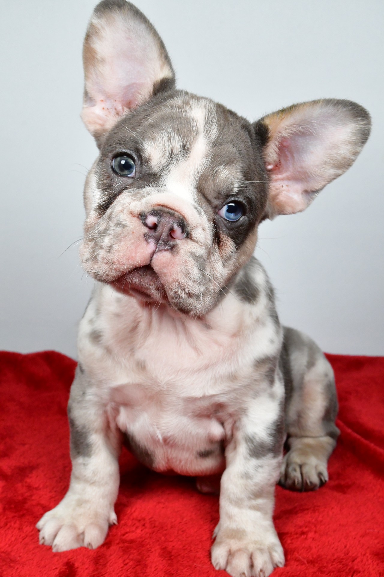 JACK the french bulldog