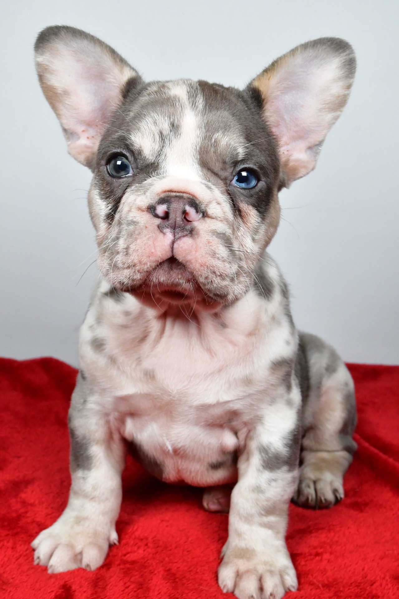 JACK the french bulldog - Image 8
