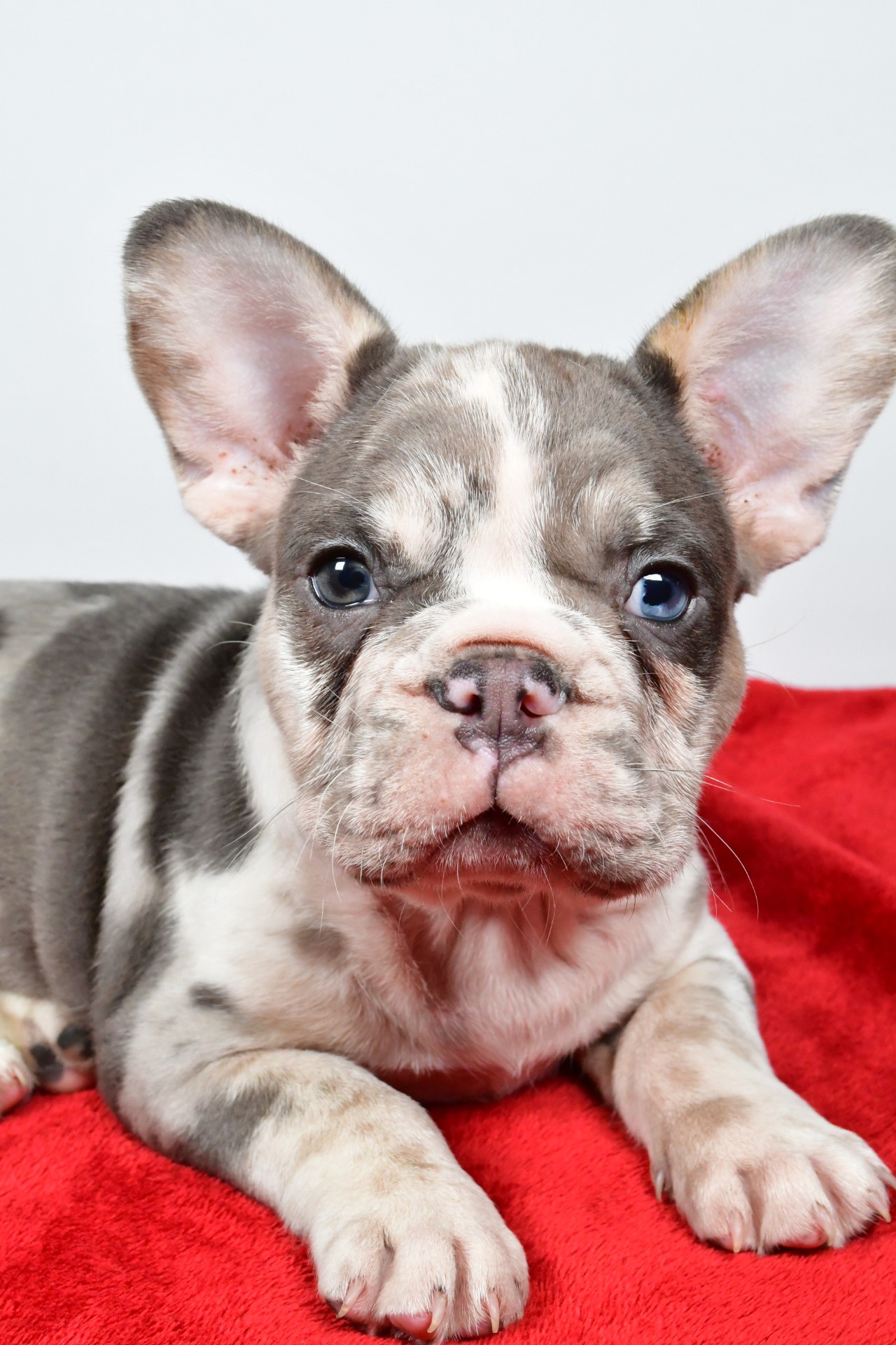 JACK the french bulldog - Image 7