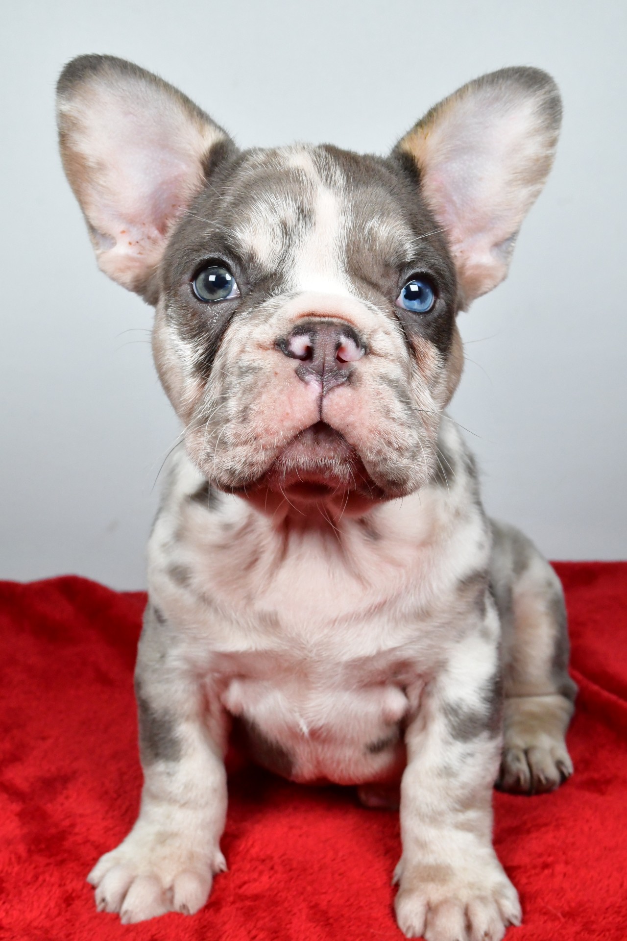 JACK the french bulldog - Image 6