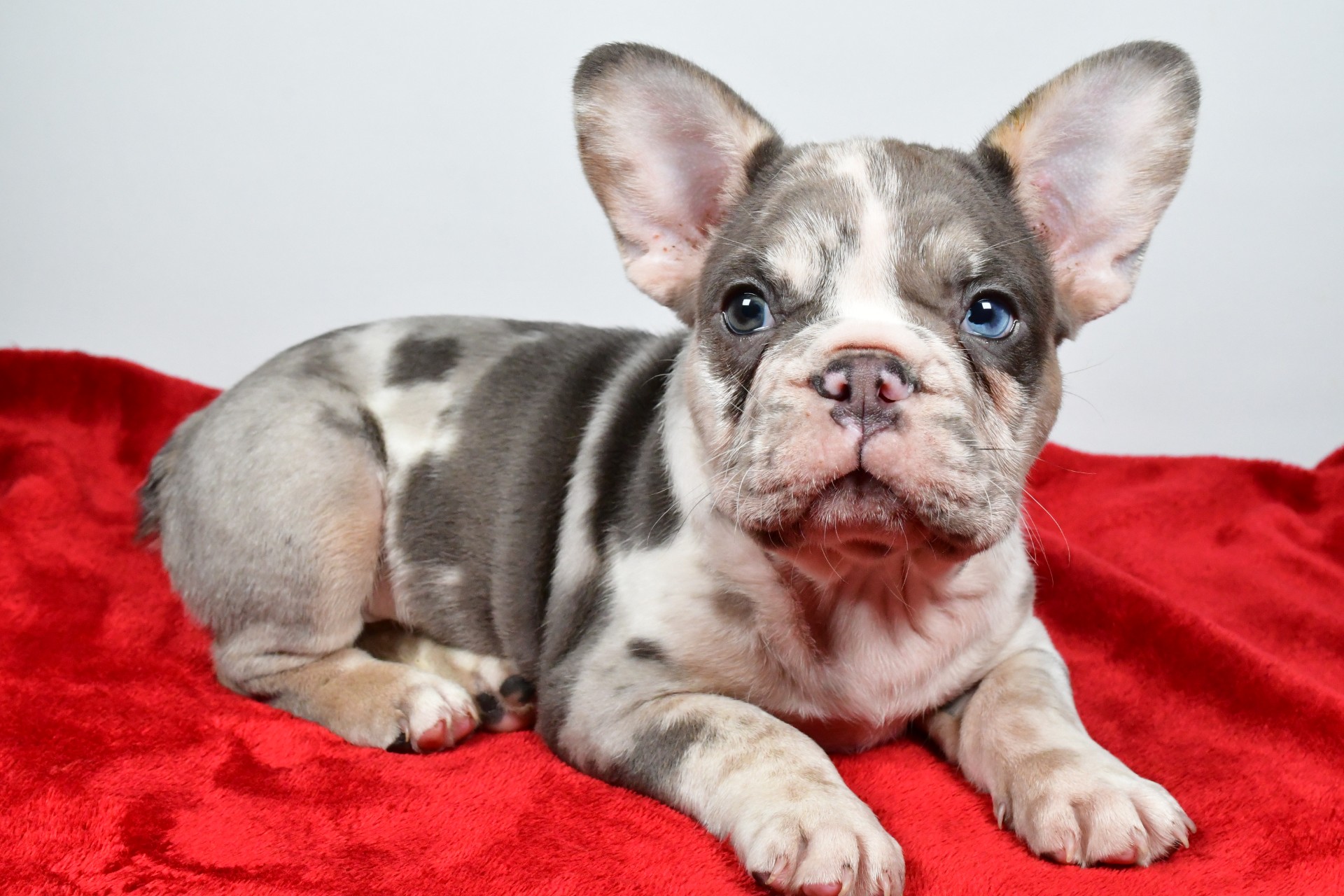 JACK the french bulldog - Image 5