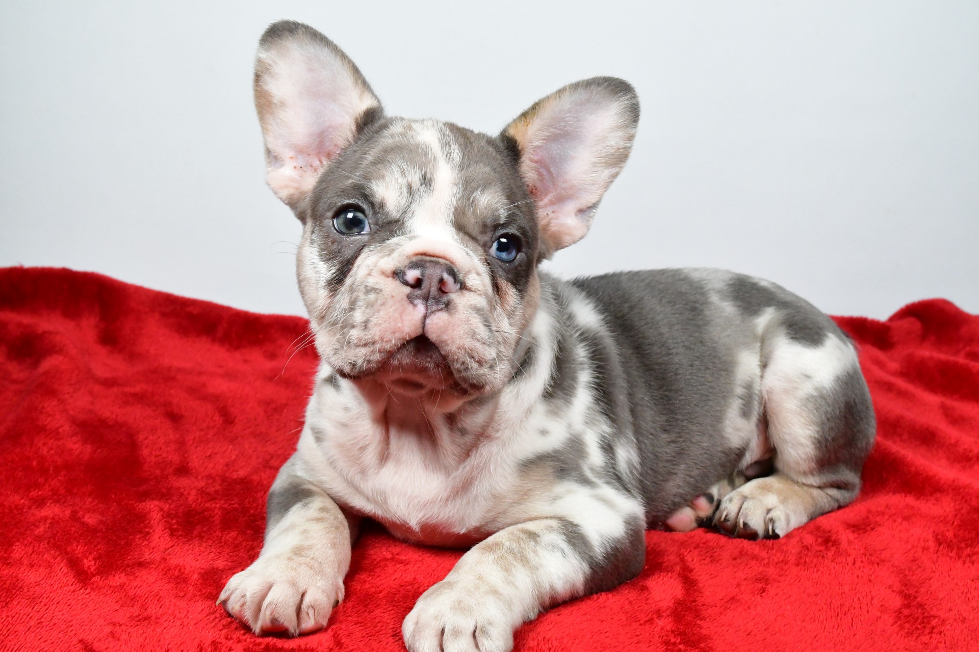 JACK the french bulldog - Image 4