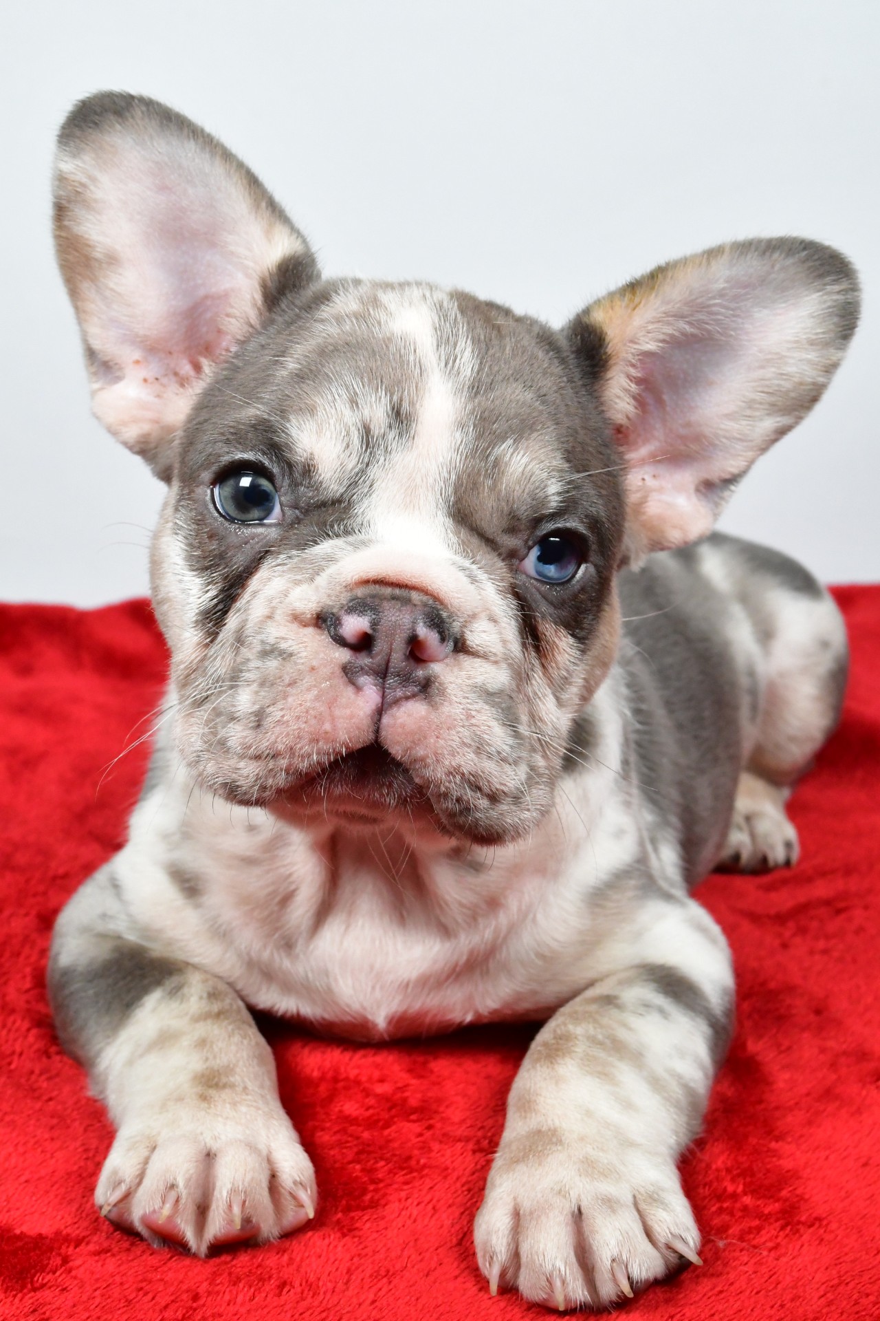 JACK the french bulldog - Image 3
