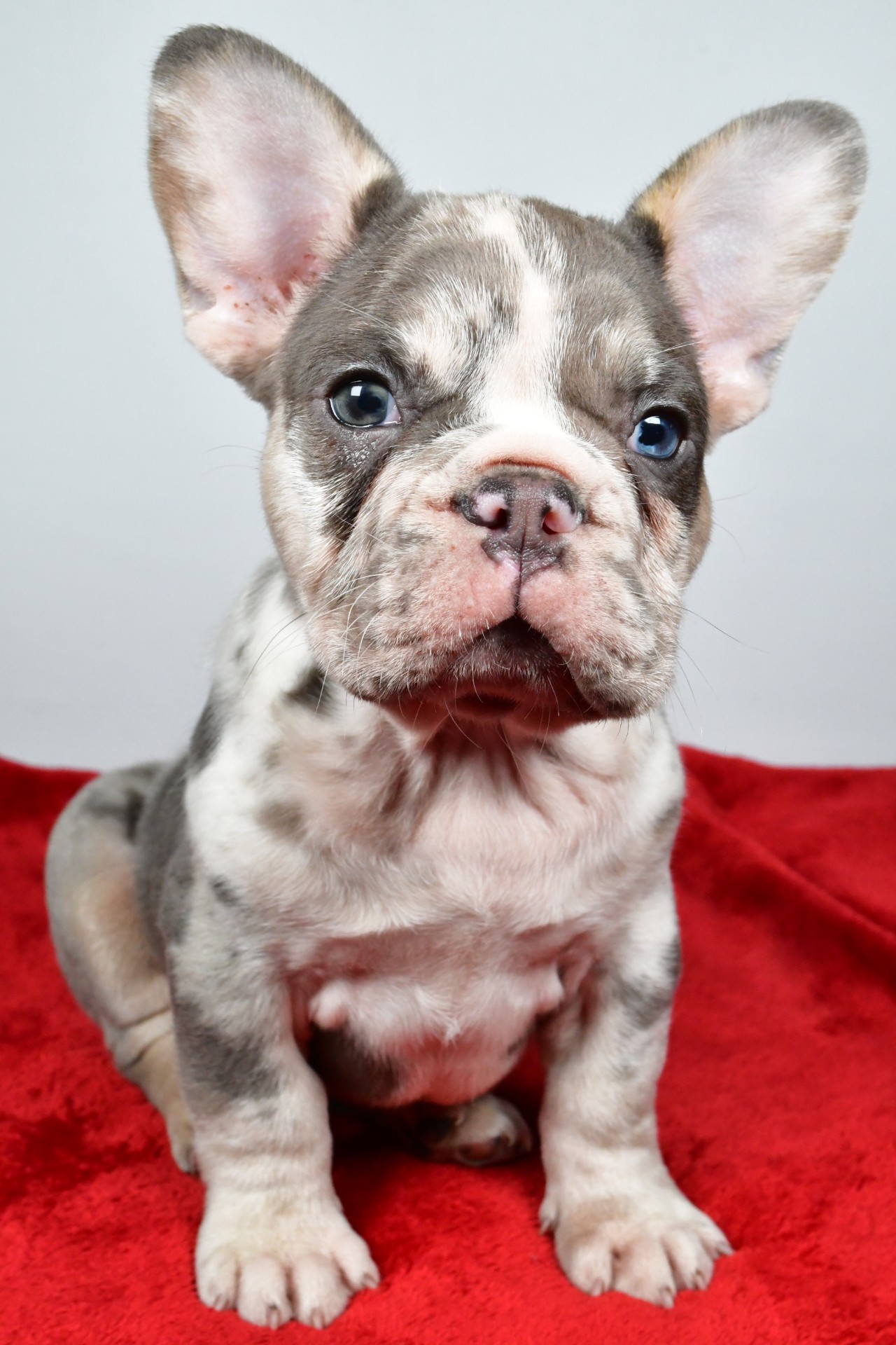 JACK the french bulldog - Image 2