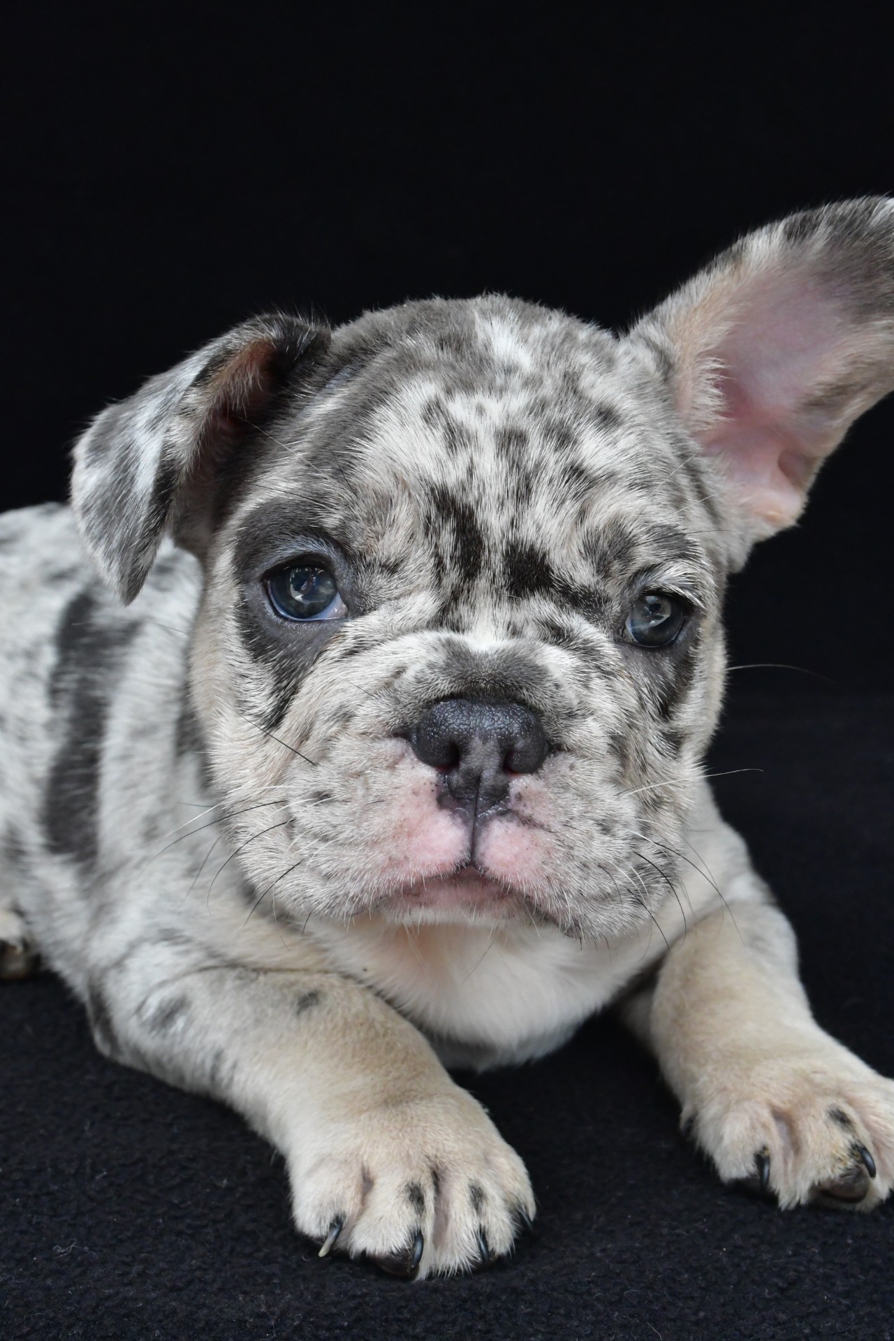 reggie - Image 5