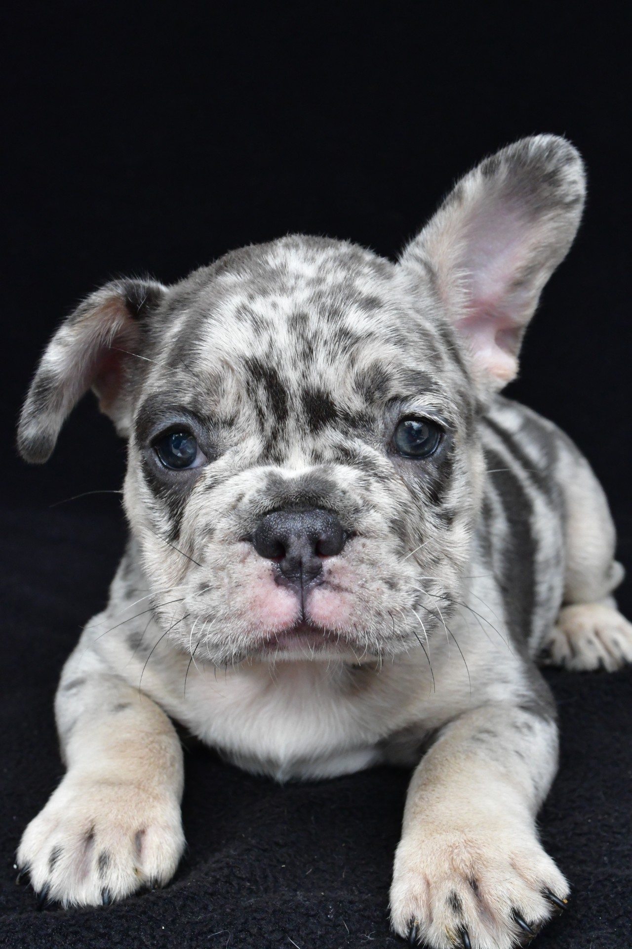 reggie - Image 3