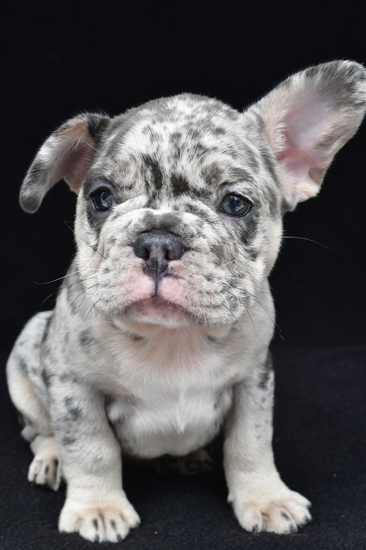 reggie - Image 2