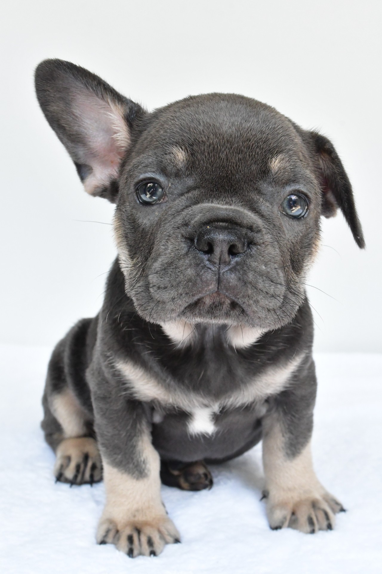 rocco