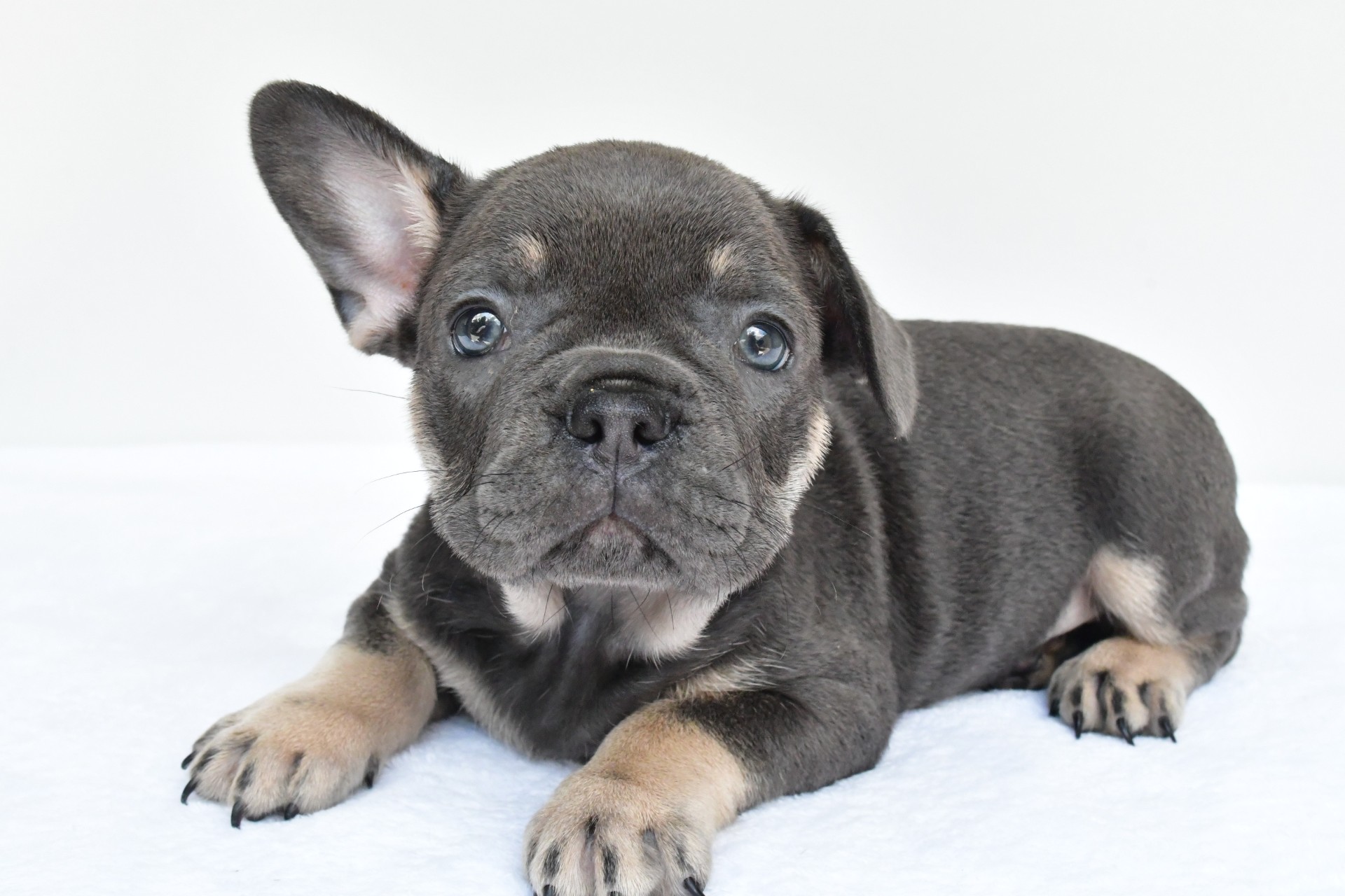 rocco - Image 6