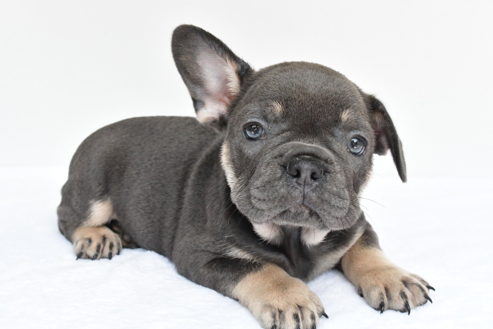 rocco - Image 5