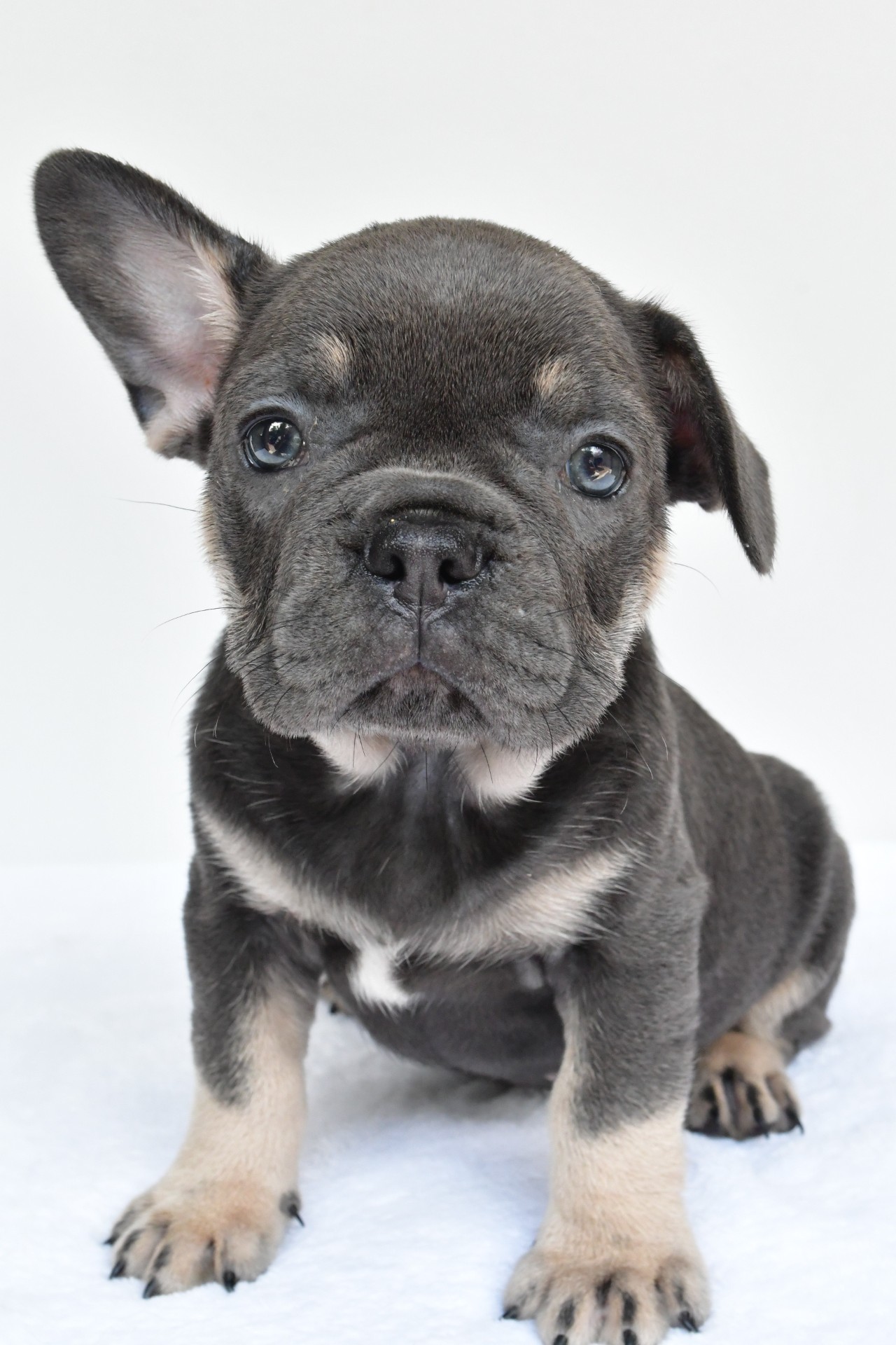 rocco - Image 4