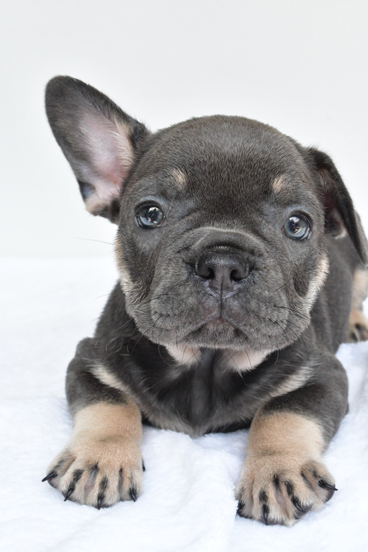 rocco - Image 3