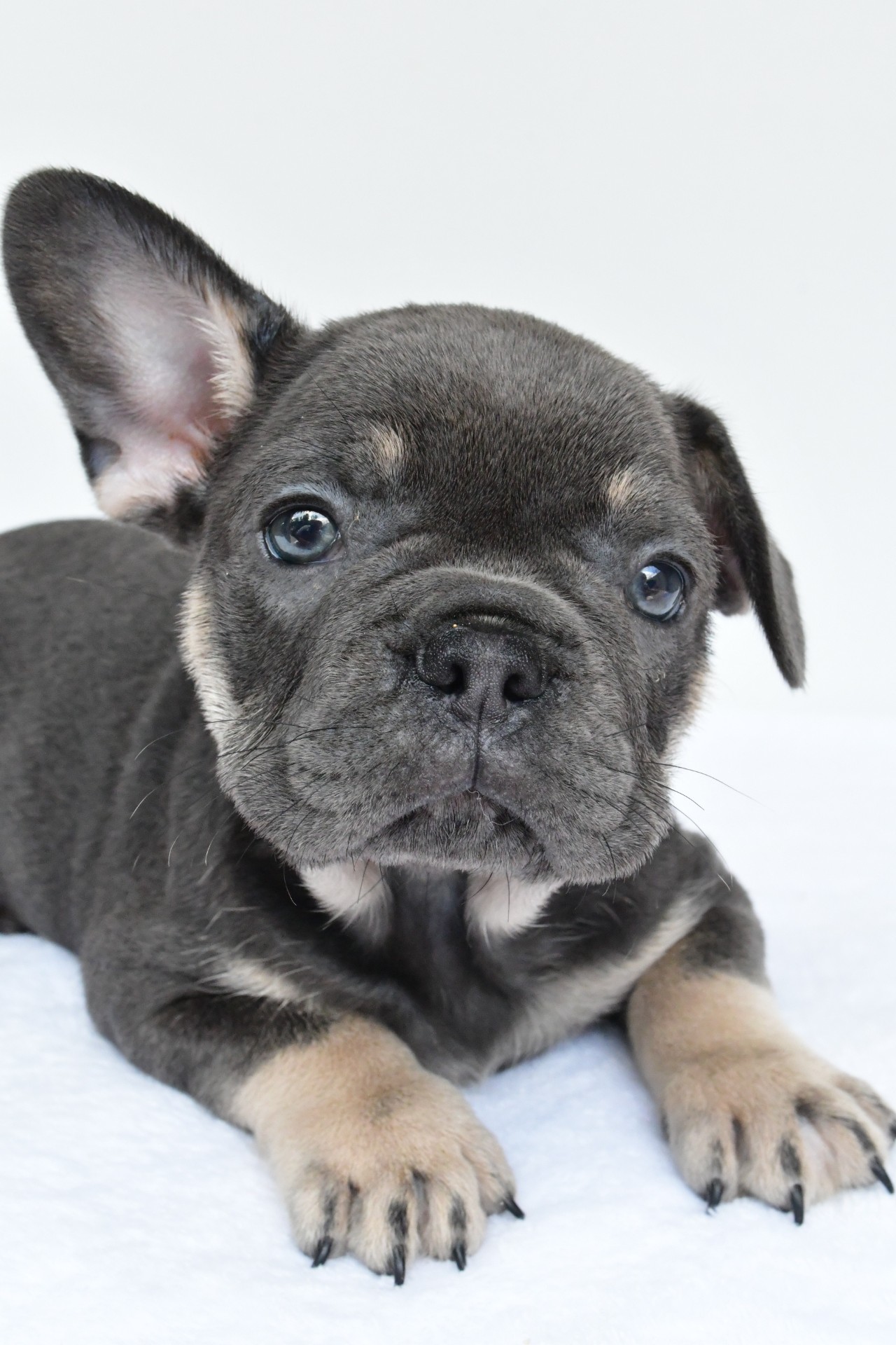 rocco - Image 2