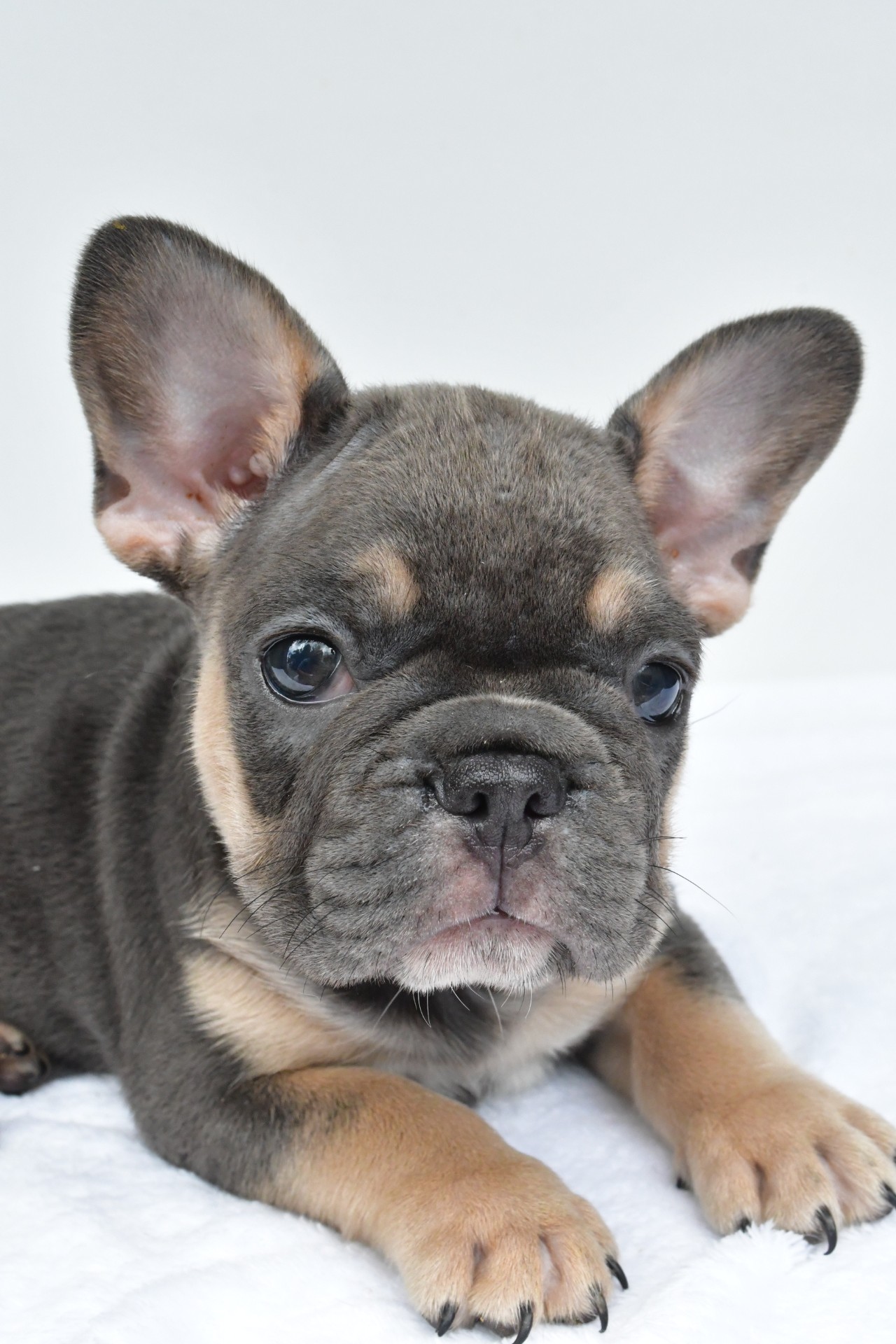 simone adopted - Image 8