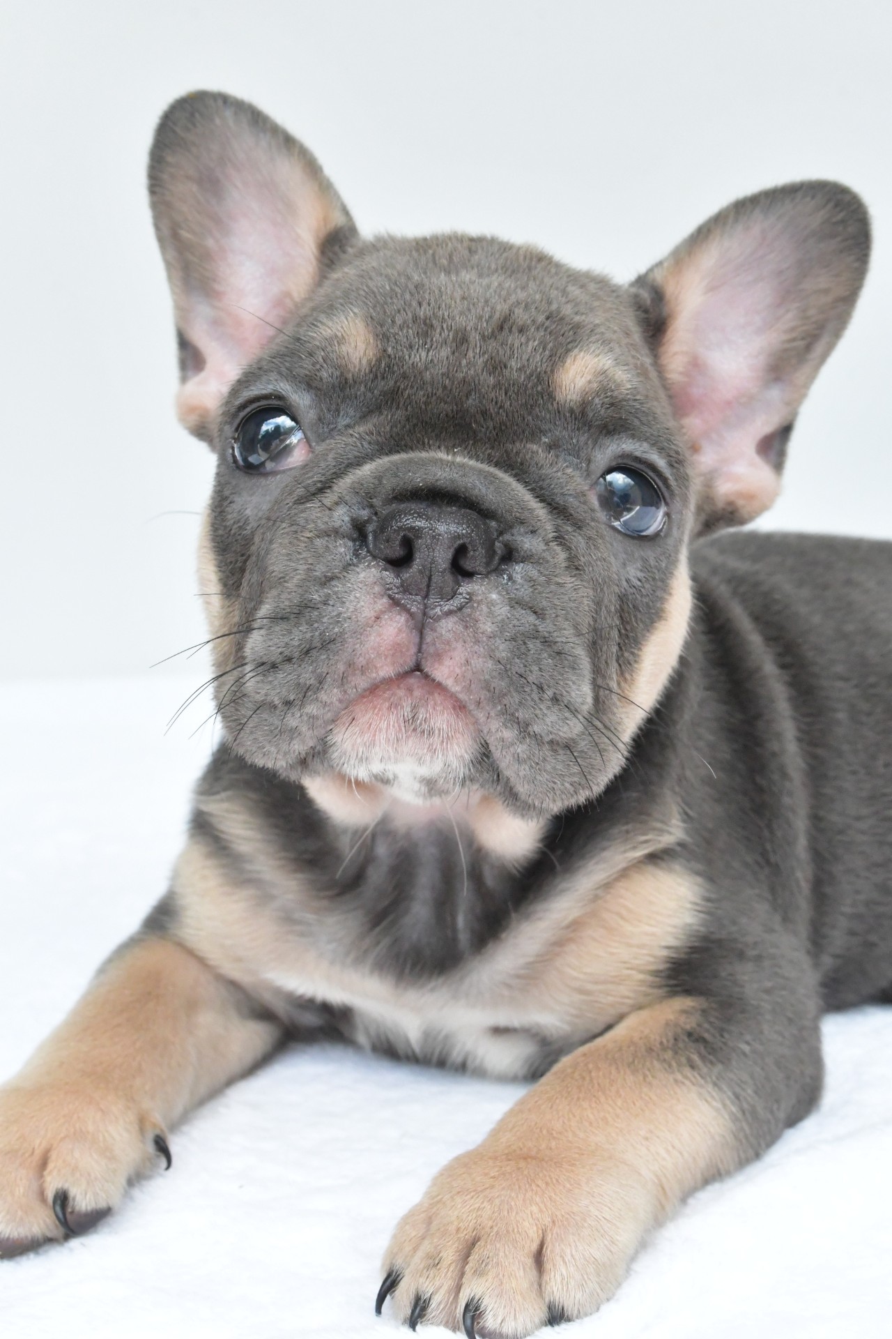 simone adopted - Image 7