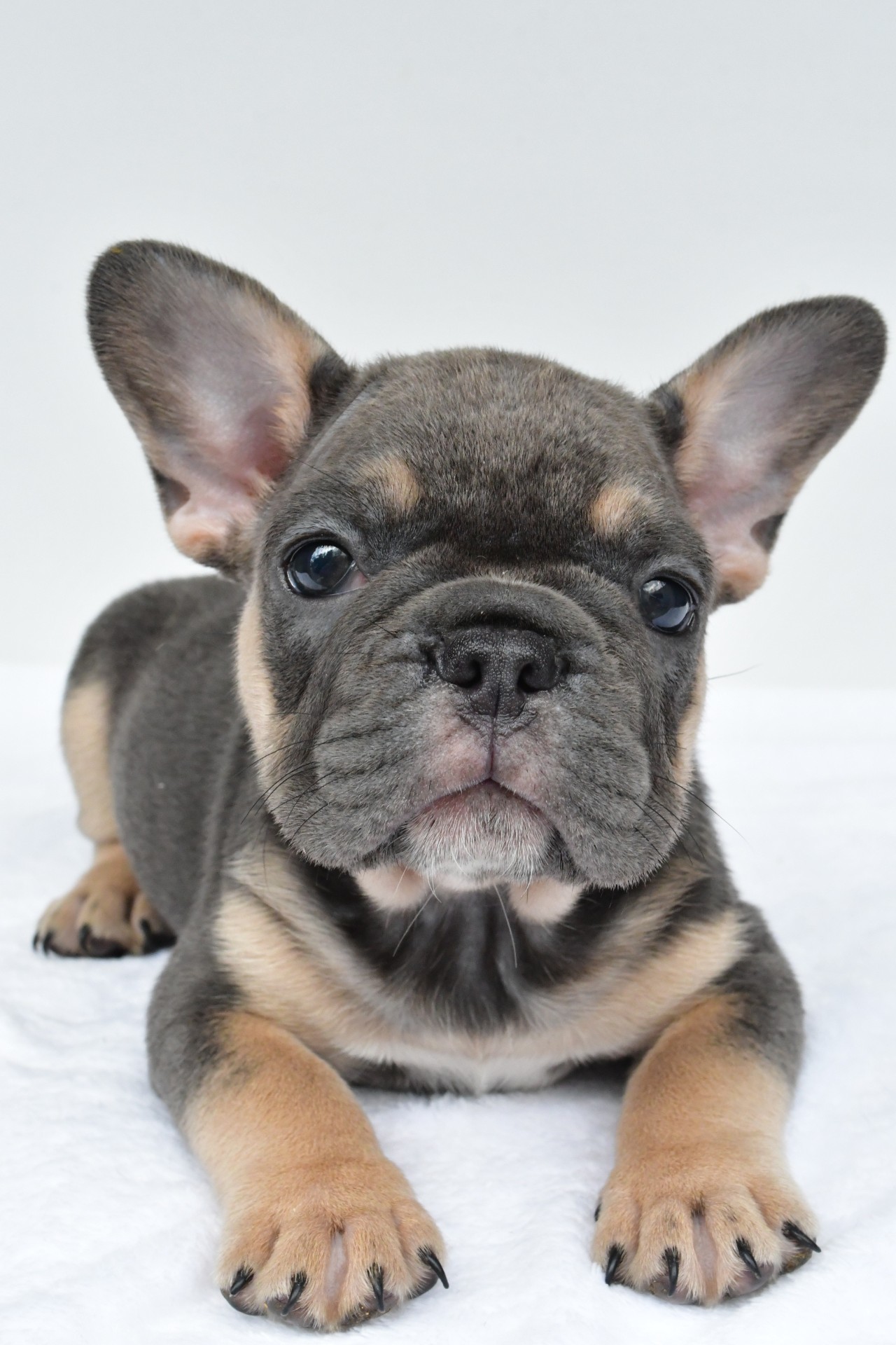 simone adopted - Image 6