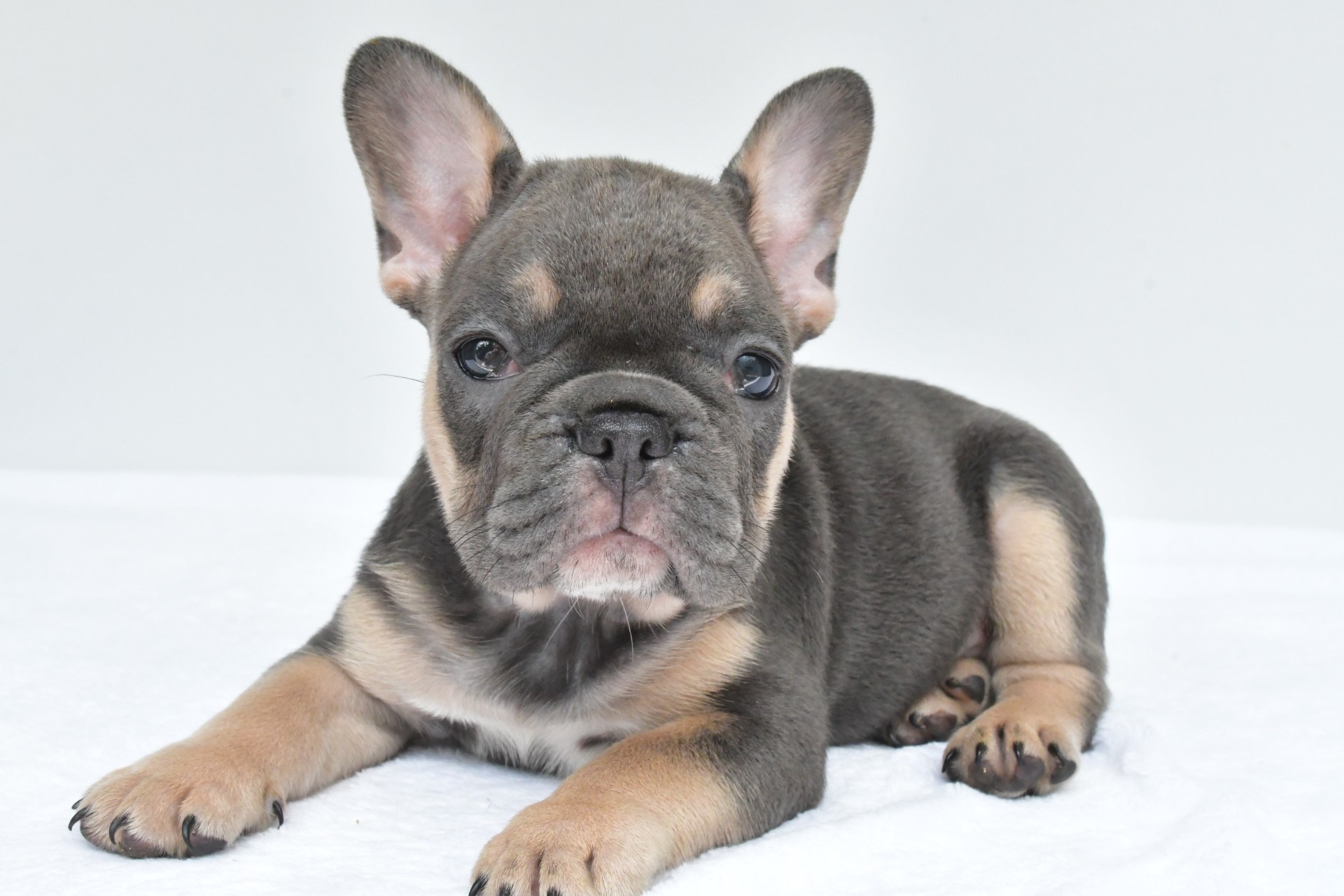 simone adopted - Image 5