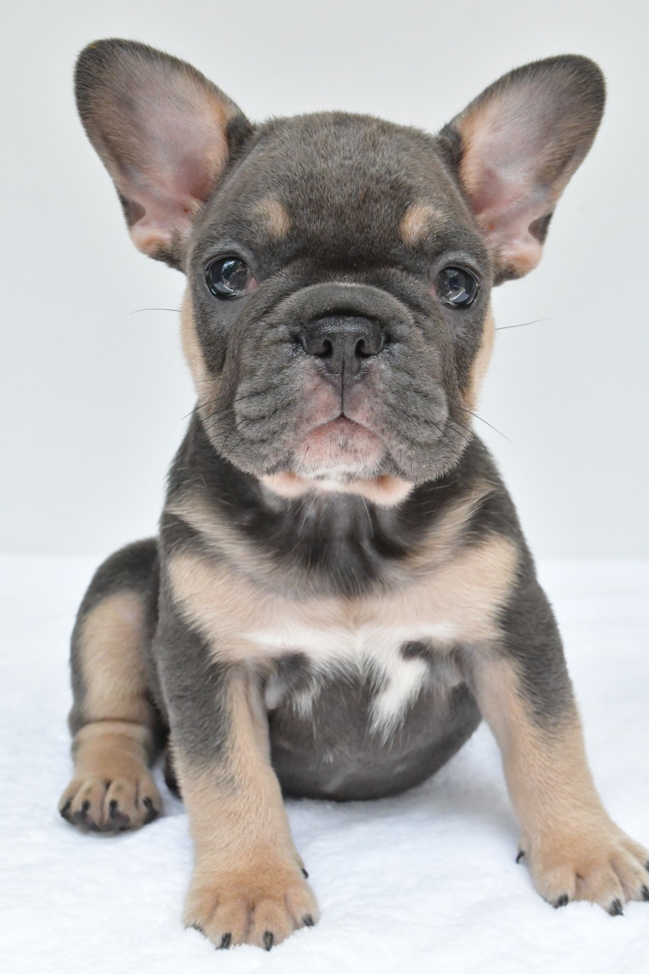 simone adopted - Image 3