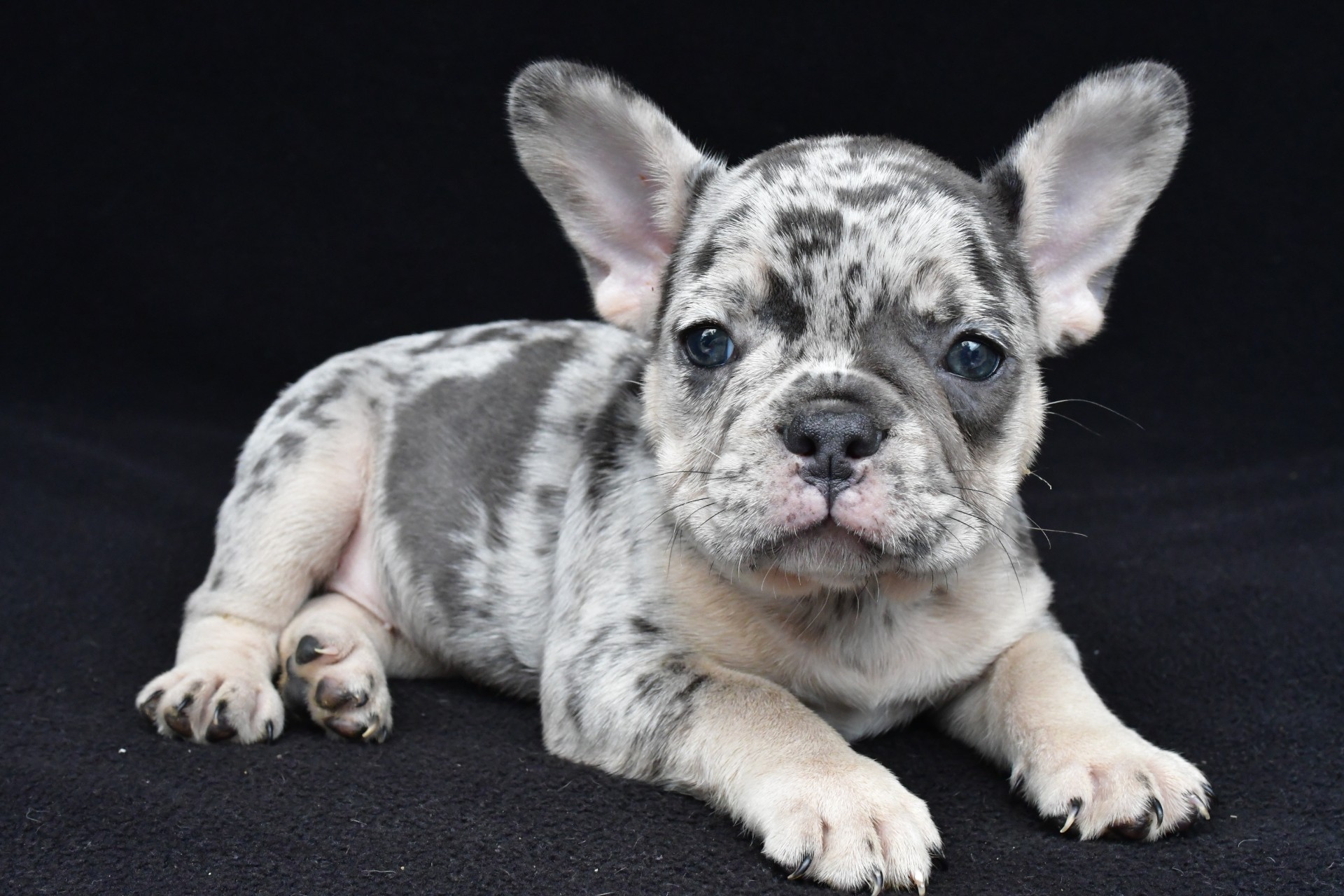 ziggy adopted - Image 8