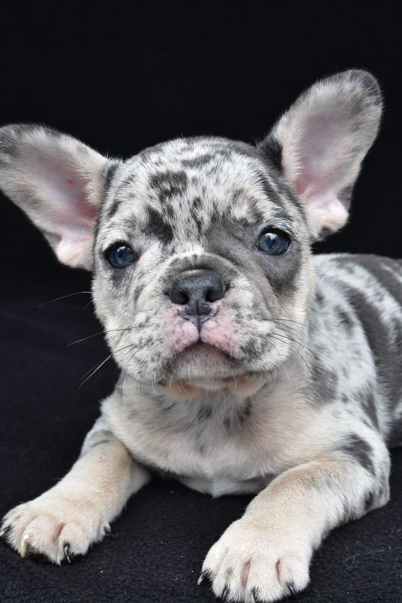 ziggy adopted - Image 7