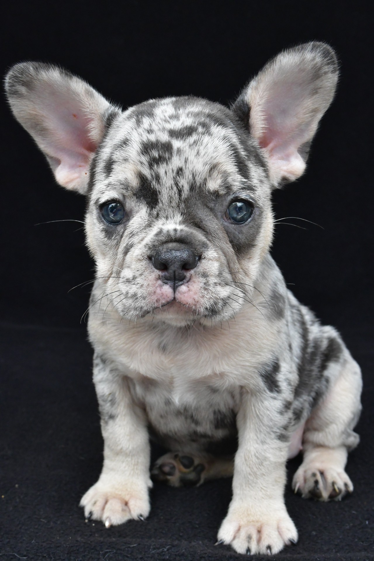 ziggy adopted - Image 6
