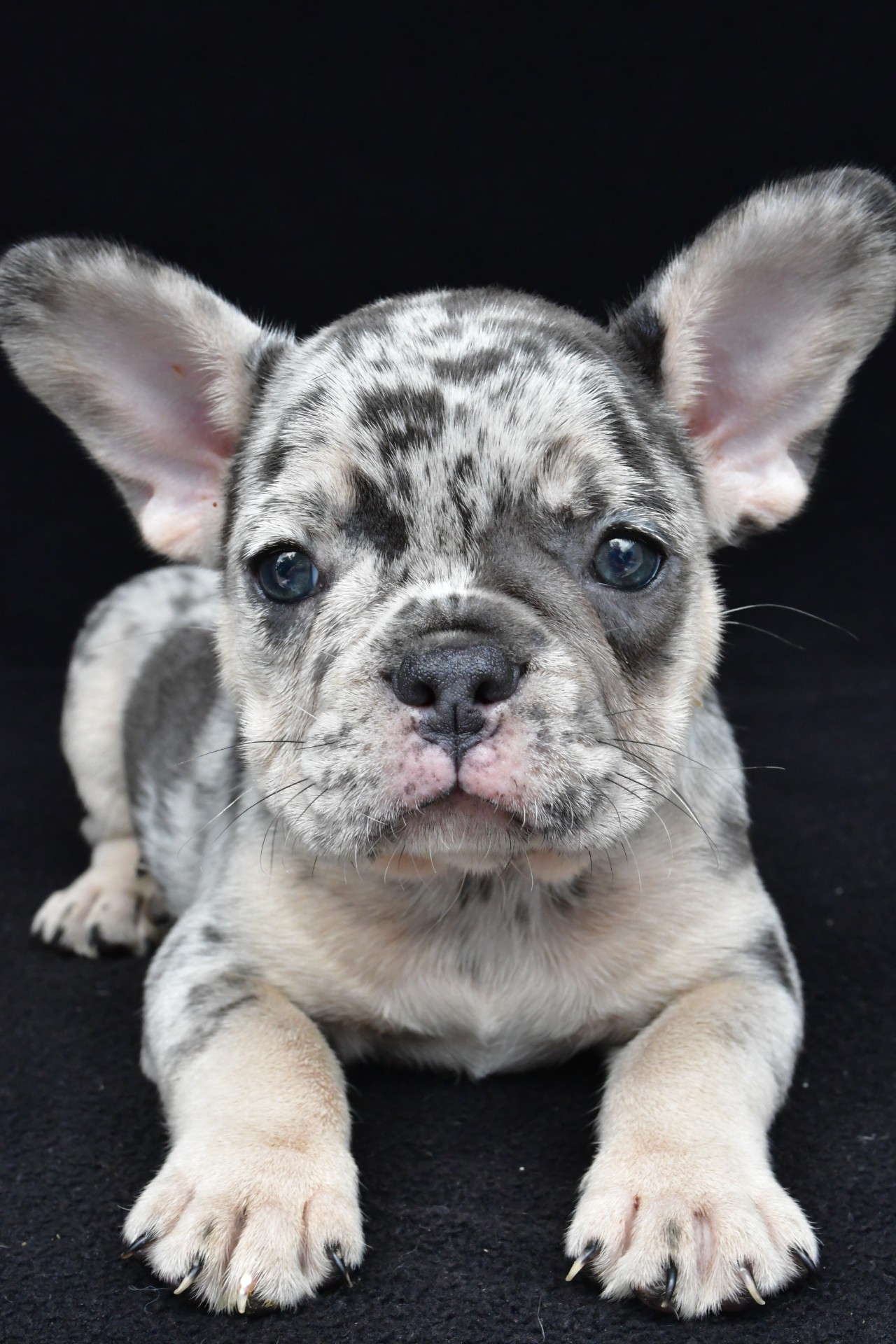 ziggy adopted - Image 5