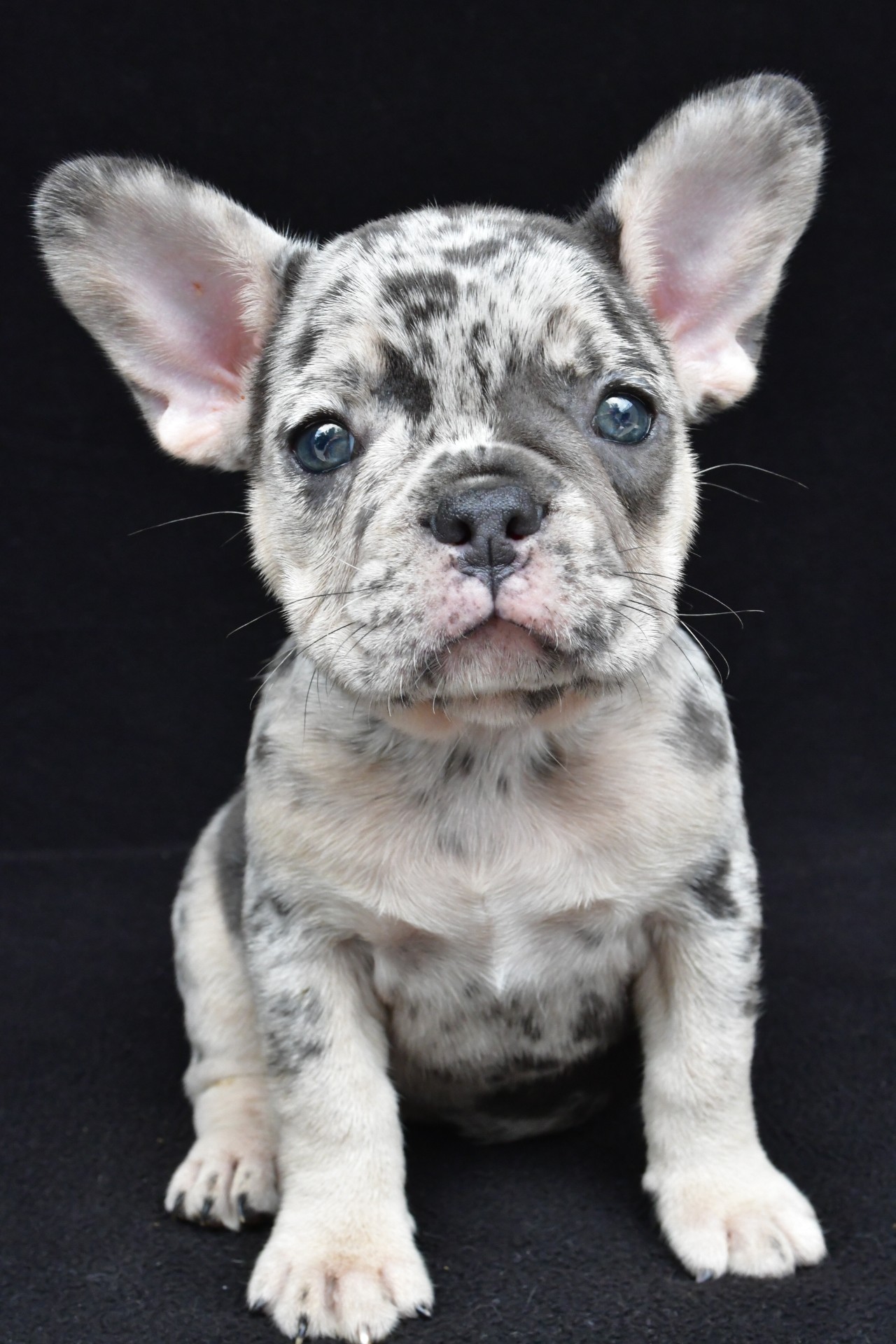 ziggy adopted - Image 4