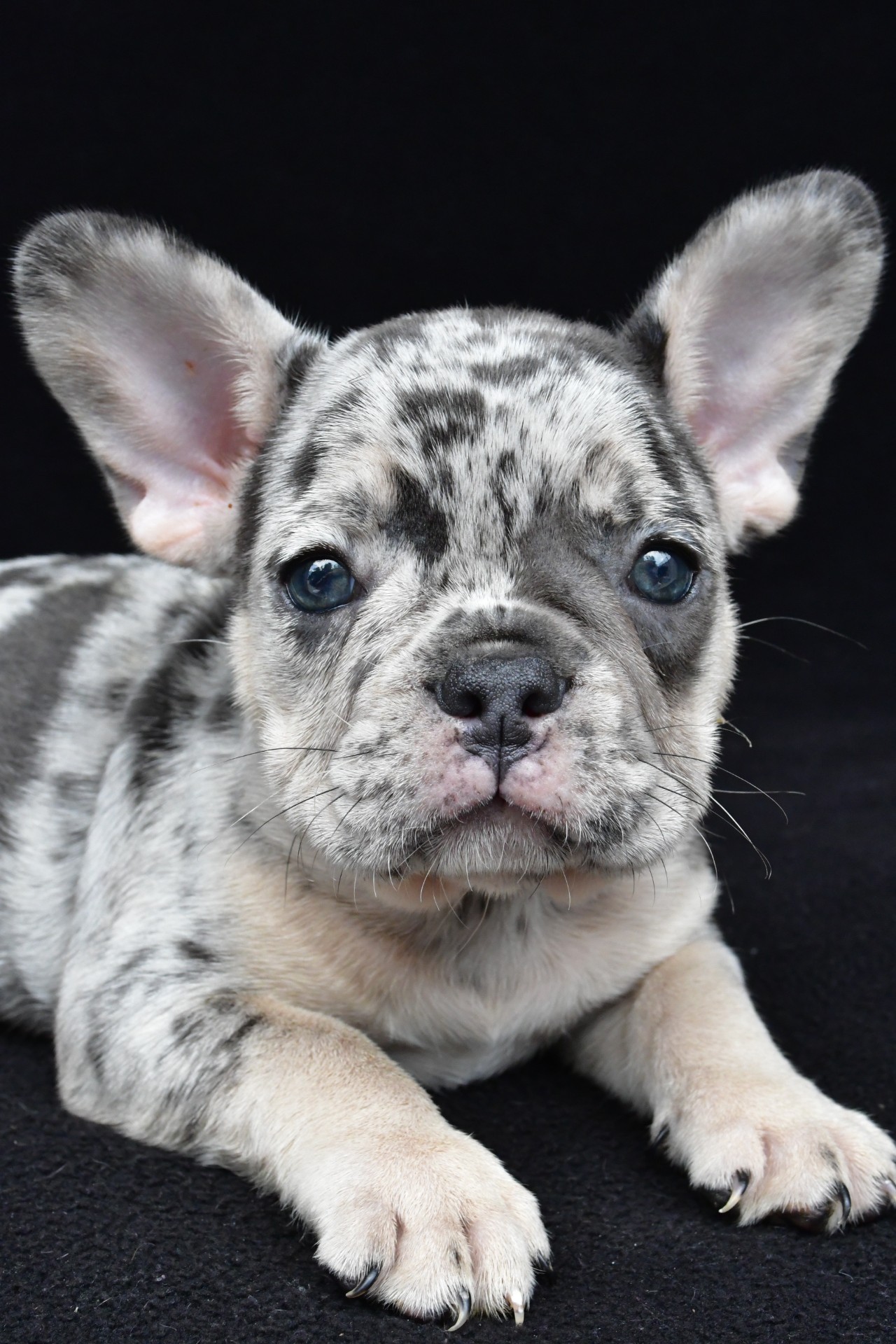ziggy adopted - Image 3